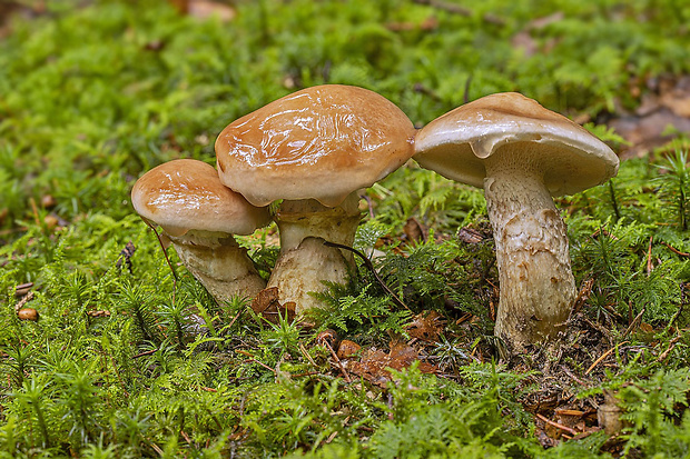 masliak lepkavý Suillus viscidus (L.) Roussel