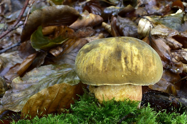 hríb zrnitohlúbikový Sutorius luridiformis (Rostk.) G. Wu & Zhu L. Yang