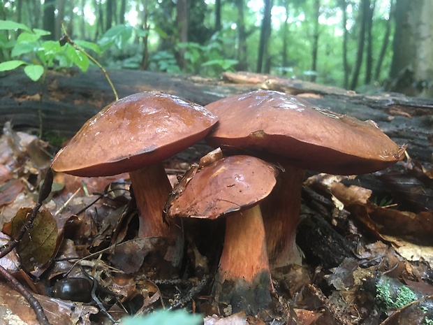 hríb zrnitohlúbikový Sutorius luridiformis (Rostk.) G. Wu & Zhu L. Yang