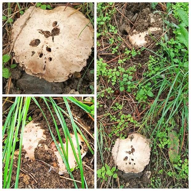 pečiarka Agaricus sp.