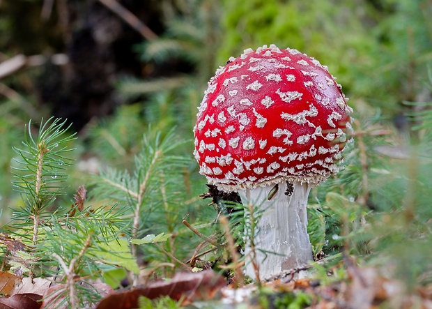 muchotrávka červená Amanita muscaria (L.) Lam.