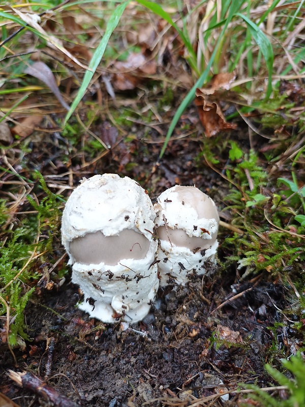 muchotrávka Amanita sp.