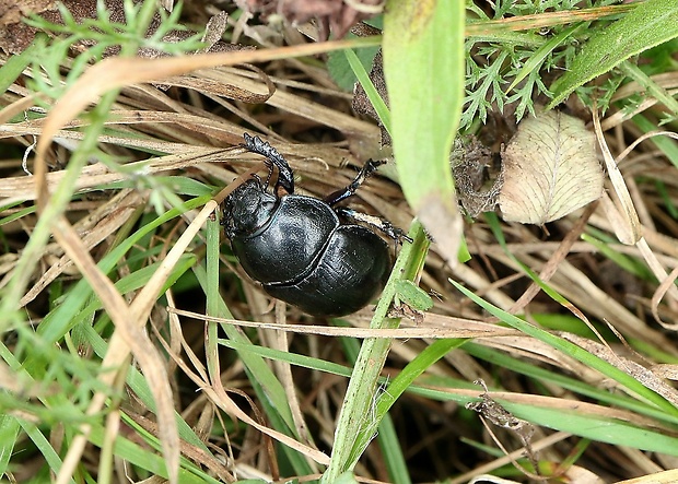 lajniak hôrny Anoplotrupes stercorosus