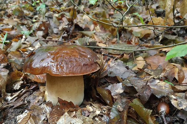 hríb bronzový Boletus aereus Bull. ex Fr.