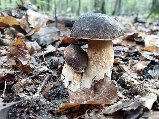 hríb bronzový Boletus aereus Bull. ex Fr.