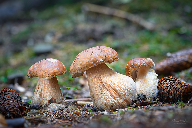 hríb smrekový Boletus edulis Bull.