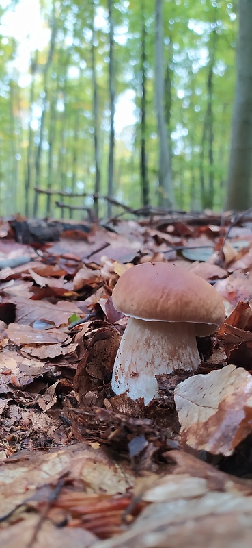 hríb smrekový Boletus edulis Bull.