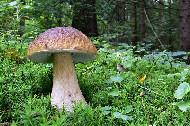 hríb smrekový Boletus edulis Bull.