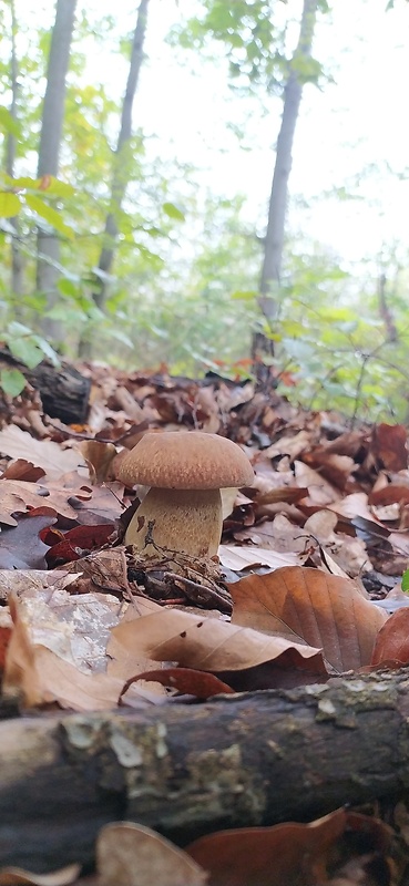 hríb dubový Boletus reticulatus Schaeff.