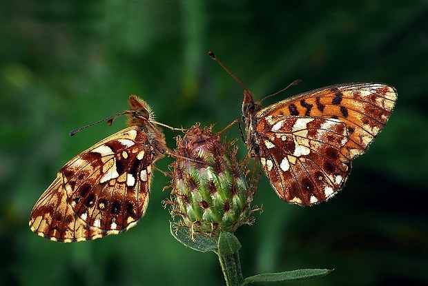 perlovec najmenší (sk) / perleťovec nejmenší (cz) Boloria dia (Linnaeus, 1767)