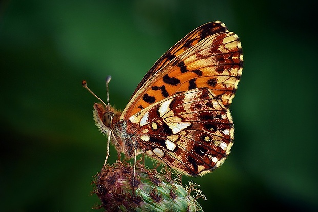 perlovec najmenší (sk) / perleťovec nejmenší (cz) Boloria dia (Linnaeus, 1767)