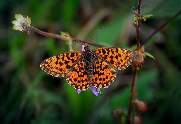 perlovec najmenší (sk) / perleťovec nejmenší (cz) Boloria dia (Linnaeus, 1767)