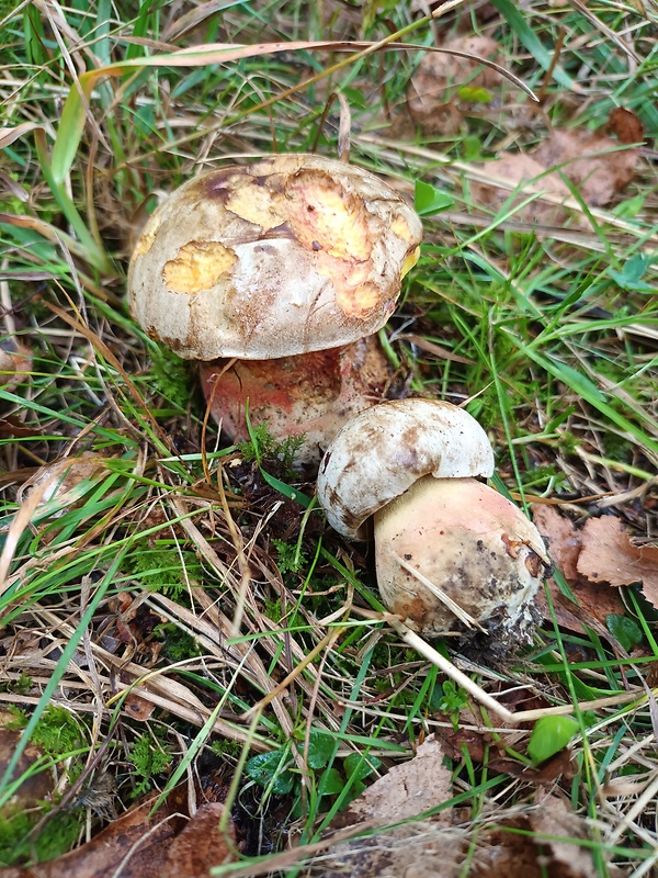 hríb striebristý Butyriboletus fechtneri (Velen.) D. Arora & J.L. Frank