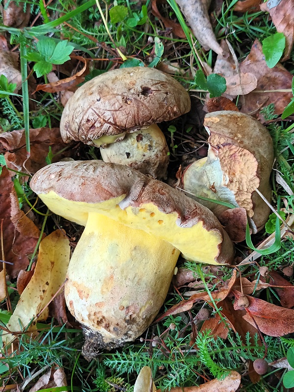 hríb striebristý Butyriboletus fechtneri (Velen.) D. Arora & J.L. Frank