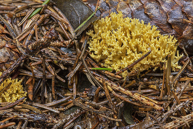 konárovka Clavulina sp.