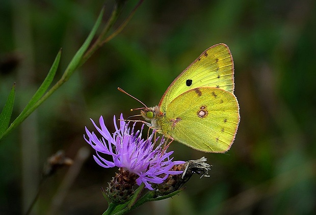 žltáčik ranostajový (sk) / žluťásek čičorečkový (cz) Colias hyale (Linnaeus, 1758)