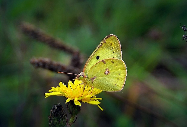 žltáčik ranostajový (sk) / žluťásek čičorečkový (cz) Colias hyale (Linnaeus, 1758)