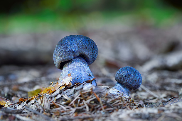 pavučinovec Cortinarius sp.