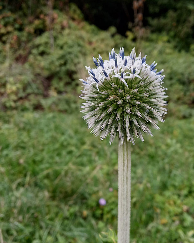 ježibaba guľatohlavá Echinops sphaerocephalus L.