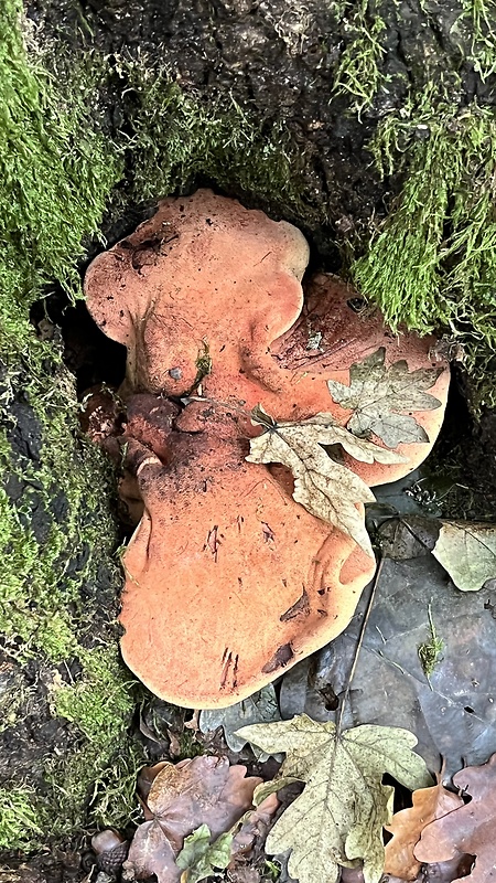 pečeňovec dubový Fistulina hepatica (Schaeff.) With.