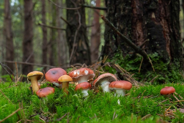 sliziak ružový Gomphidius roseus (Fr.) Oudem.