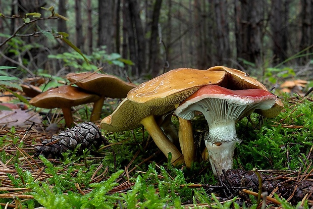 sliziak ružový Gomphidius roseus (Fr.) Oudem.