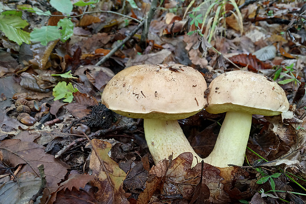 hríb plavý Hemileccinum impolitum (Fr.) Šutara