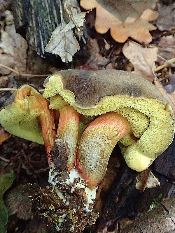 suchohríb pieskomilný Hortiboletus bubalinus (Oolbekk. & Duin) L. Albert & Dima