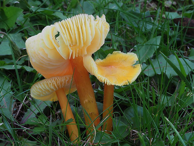 lúčnica Hygrocybe sp.