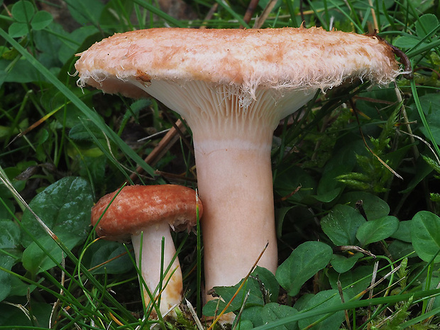 rýdzik kravský Lactarius torminosus (Schaeff.) Gray