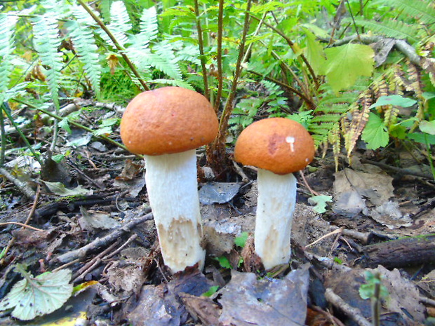 kozák osikový Leccinum albostipitatum den Bakker & Noordel.