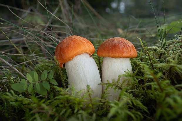 kozák osikový Leccinum albostipitatum den Bakker & Noordel.