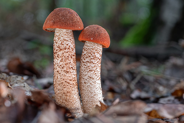 kozák dubový Leccinum aurantiacum (Bull.) Gray