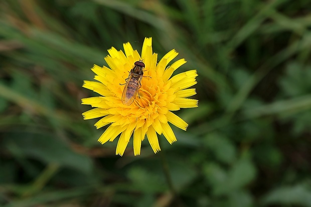 púpavec jesenný Leontodon autumnalis L.