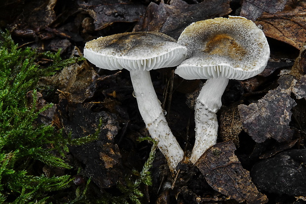 bedlička sivozelenkastá Lepiota griseovirens Maire