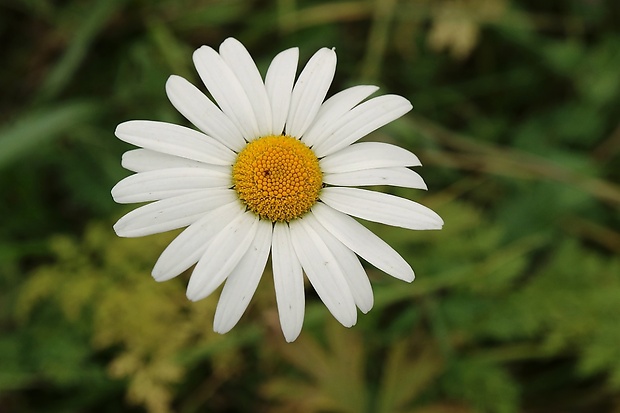 margaréta biela Leucanthemum vulgare Lam.