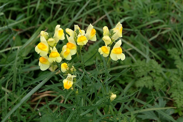 pyštek obyčajný Linaria vulgaris Mill.