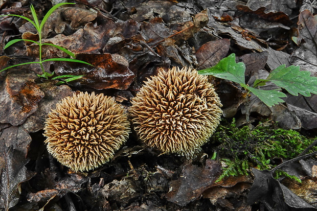 prášnica pichliačová Lycoperdon echinatum Pers.