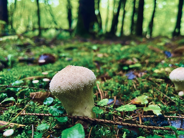 prášnica bradavičnatá Lycoperdon perlatum Pers.