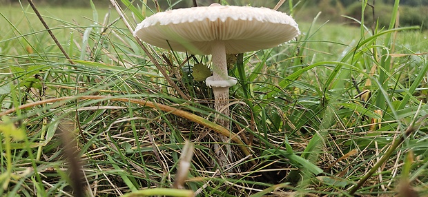 bedľa štíhla Macrolepiota mastoidea (Fr.) Singer