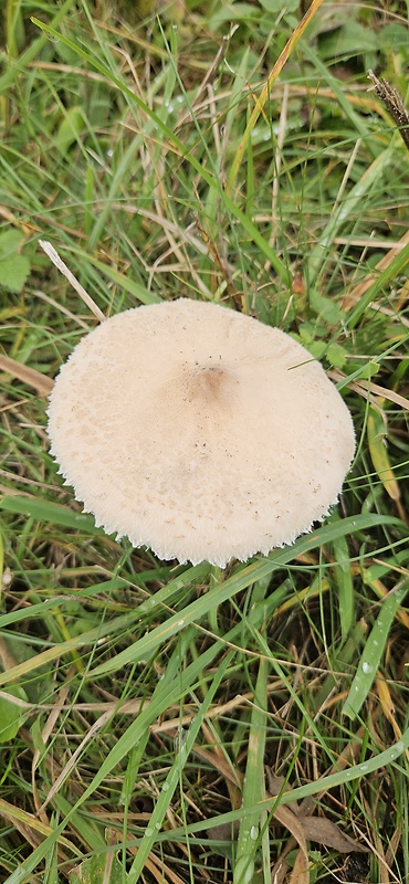 bedľa štíhla Macrolepiota mastoidea (Fr.) Singer