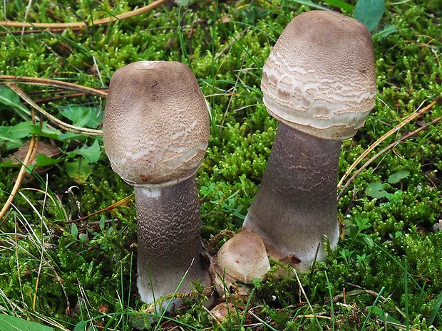 bedľa vysoká Macrolepiota procera (Scop.) Singer