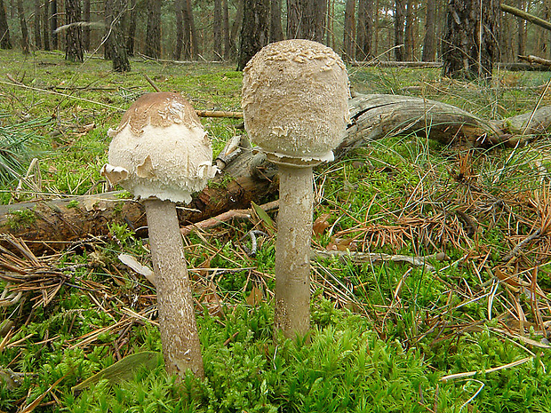 bedľa vysoká Macrolepiota procera (Scop.) Singer