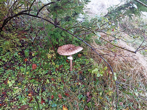 bedľa vysoká Macrolepiota procera (Scop.) Singer