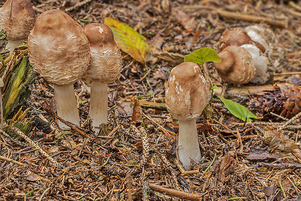 bedľa Macrolepiota sp.