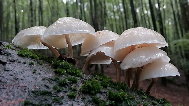 sliznačka obyčajná Mucidula mucida (Schrad.) Pat.