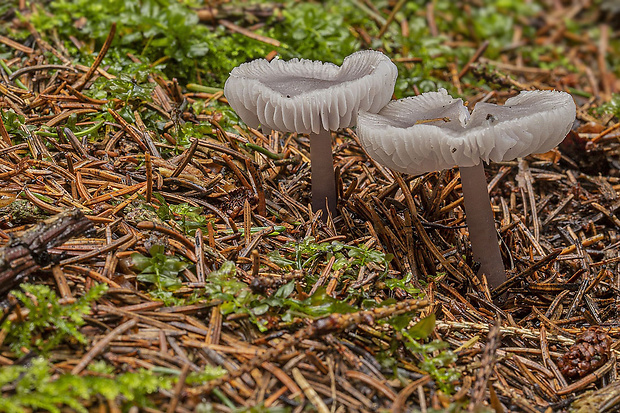 prilbička reďkovková Mycena pura (Pers.) P. Kumm.