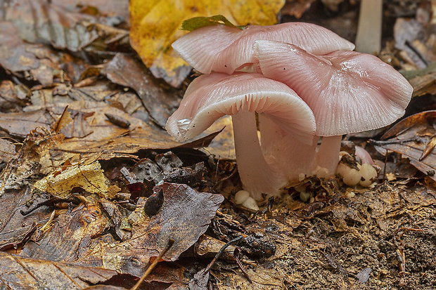 prilbička ružovkastá Mycena rosea Gramberg