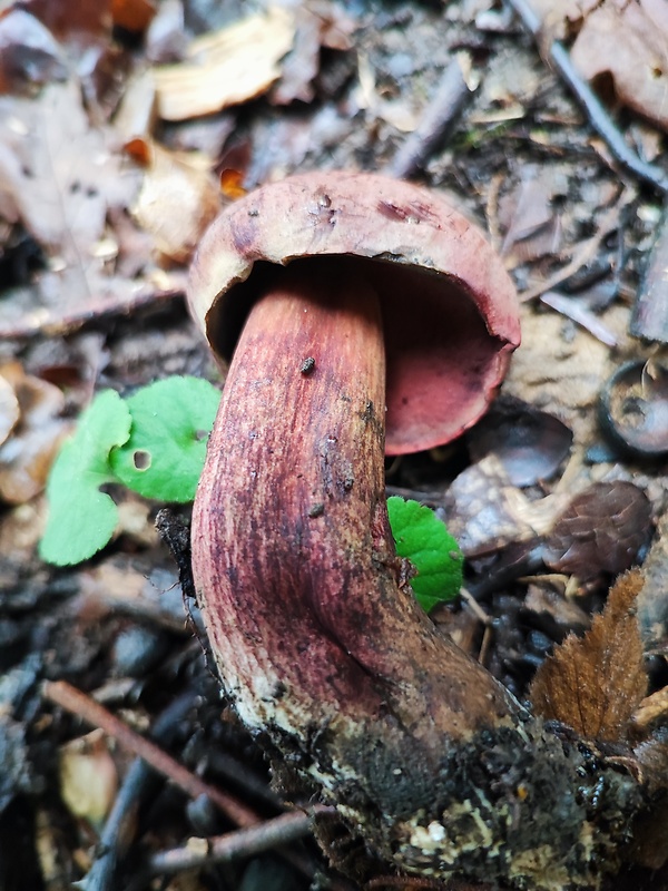 hríb zrnitohlúbikový červený ? Neoboletus luridiformis var. rubropileus (Dermek) Šutara