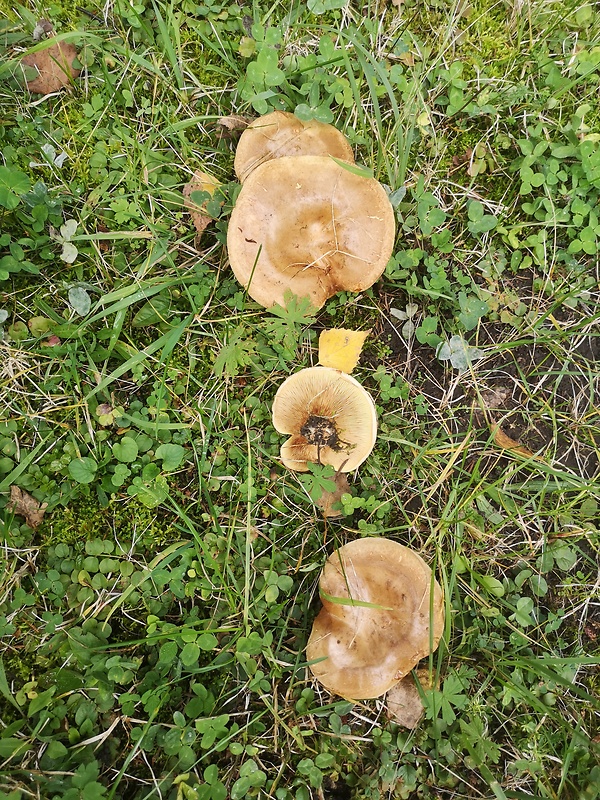 čechračka podvinutá Paxillus involutus (Batsch) Fr.